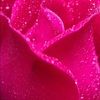 the_sweet_rose